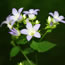 Campanula lactiflora Gloaming